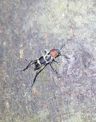 Xylotrechus rufilius