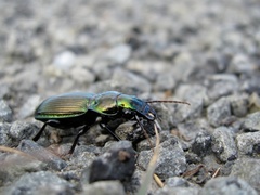 Megadromus antarcticus