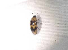 Ischyrus quadripunctatus