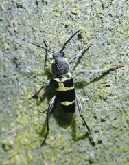 Xylotrechus rufilius