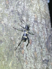 Xylotrechus rufilius