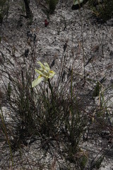 Moraea angusta
