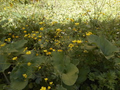 Ranunculus velutinus