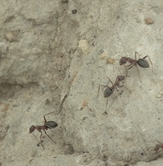 Anoplolepis custodiens