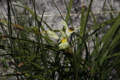 Moraea angusta