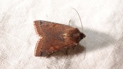 Agrochola haematidea