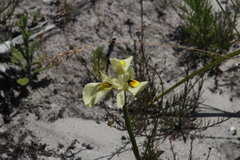 Moraea angusta