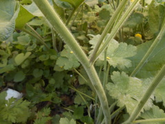 Ranunculus velutinus