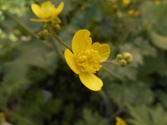 Ranunculus velutinus