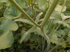 Ranunculus velutinus