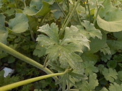 Ranunculus velutinus
