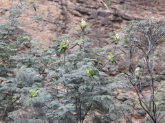 Myiopsitta monachus luchsi