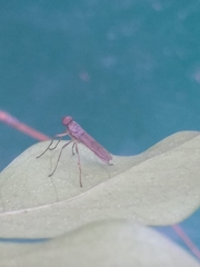 Diptera