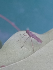 Diptera