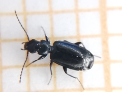 Microlestes