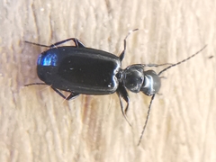 Microlestes