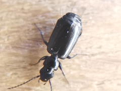 Microlestes