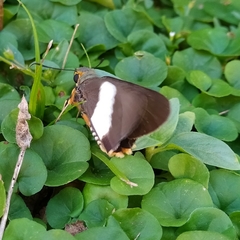 Coeliades forestan forestan