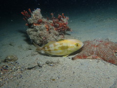 Seriola hippos