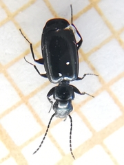 Microlestes