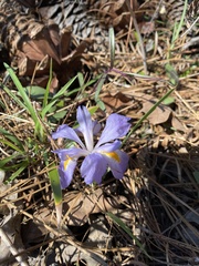 Iris verna smalliana