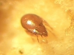 Parakalummidae