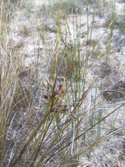 Fimbristylis castanea