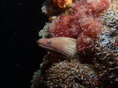 Western Moray photo 4