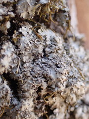 Phaeophyscia squarrosa