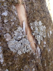 Phaeophyscia squarrosa