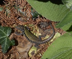 Podarcis muralis maculiventris