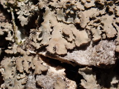 Phaeophyscia squarrosa