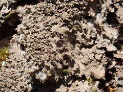 Phaeophyscia squarrosa