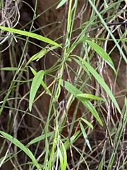Orthosia scoparia