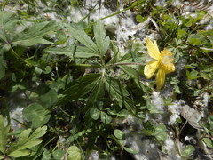 Anemonoides ranunculoides