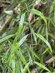 Orthosia scoparia