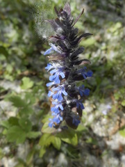Ajuga reptans
