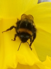 Bombus