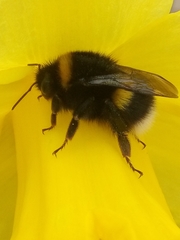 Bombus