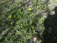 Ranunculus velutinus