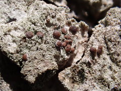 Bacidia rubella