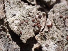 Bacidia rubella