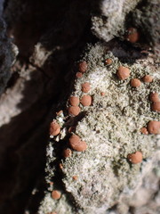 Bacidia rubella