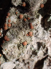 Bacidia rubella