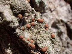 Bacidia rubella