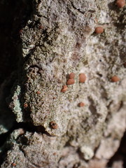 Bacidia rubella