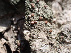 Bacidia rubella