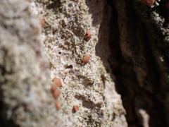 Bacidia rubella