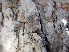 Bacidia rubella