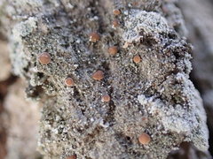 Bacidia rubella